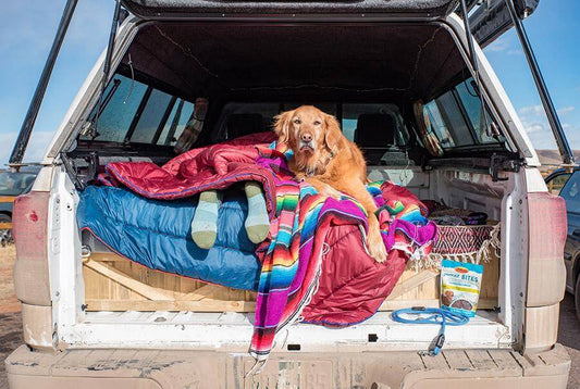 Tips & Tricks for Road tripping with your pup!