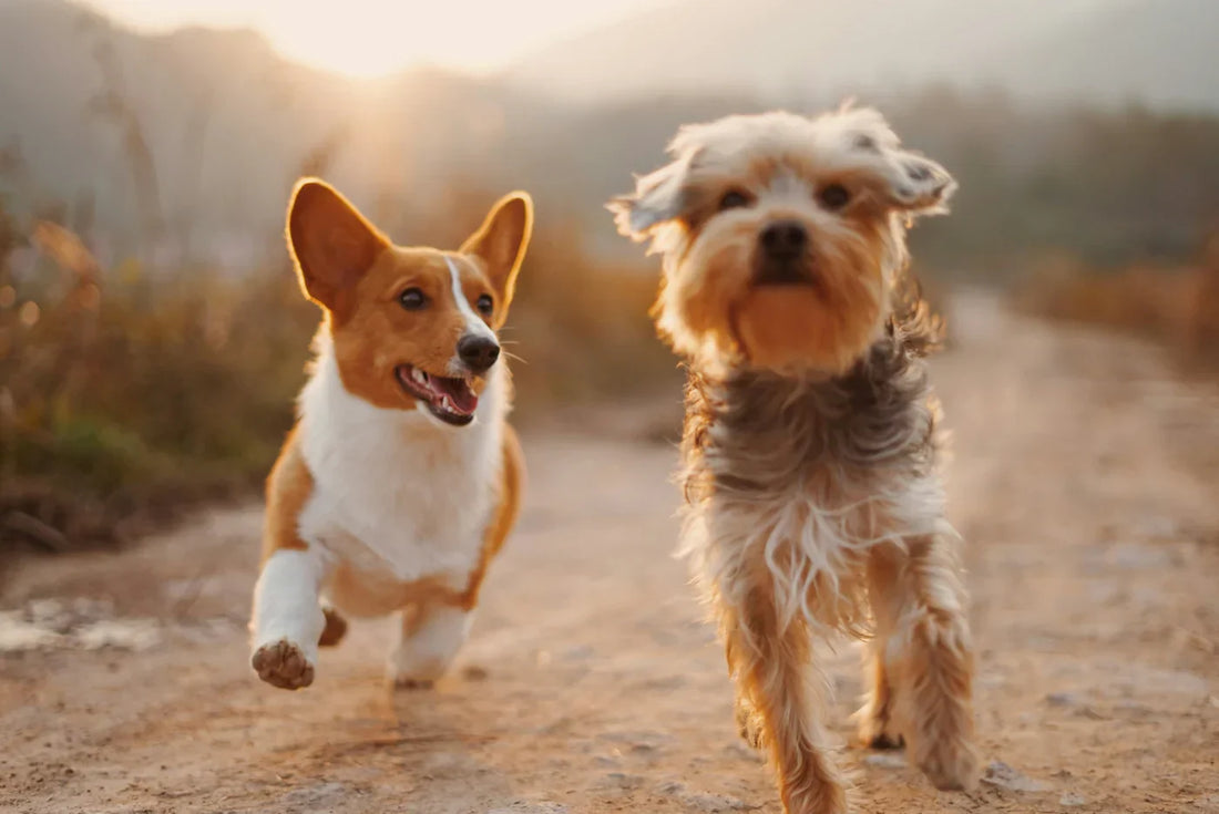 The Importance of Physical Activity