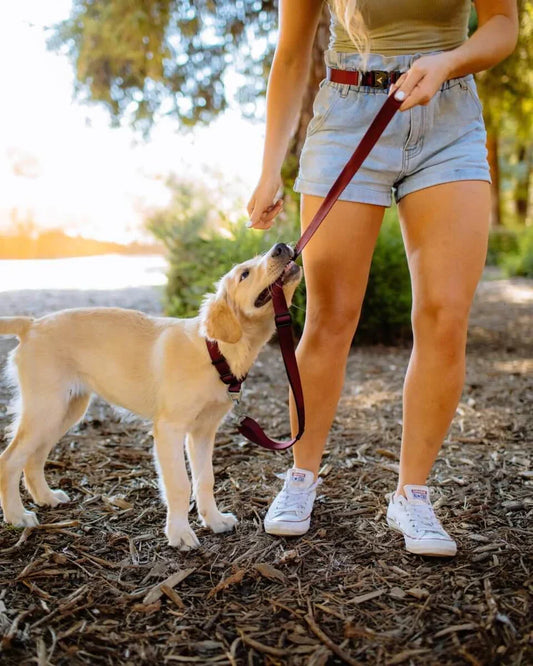 Is Your Retractable Dog Leash Dangerous?