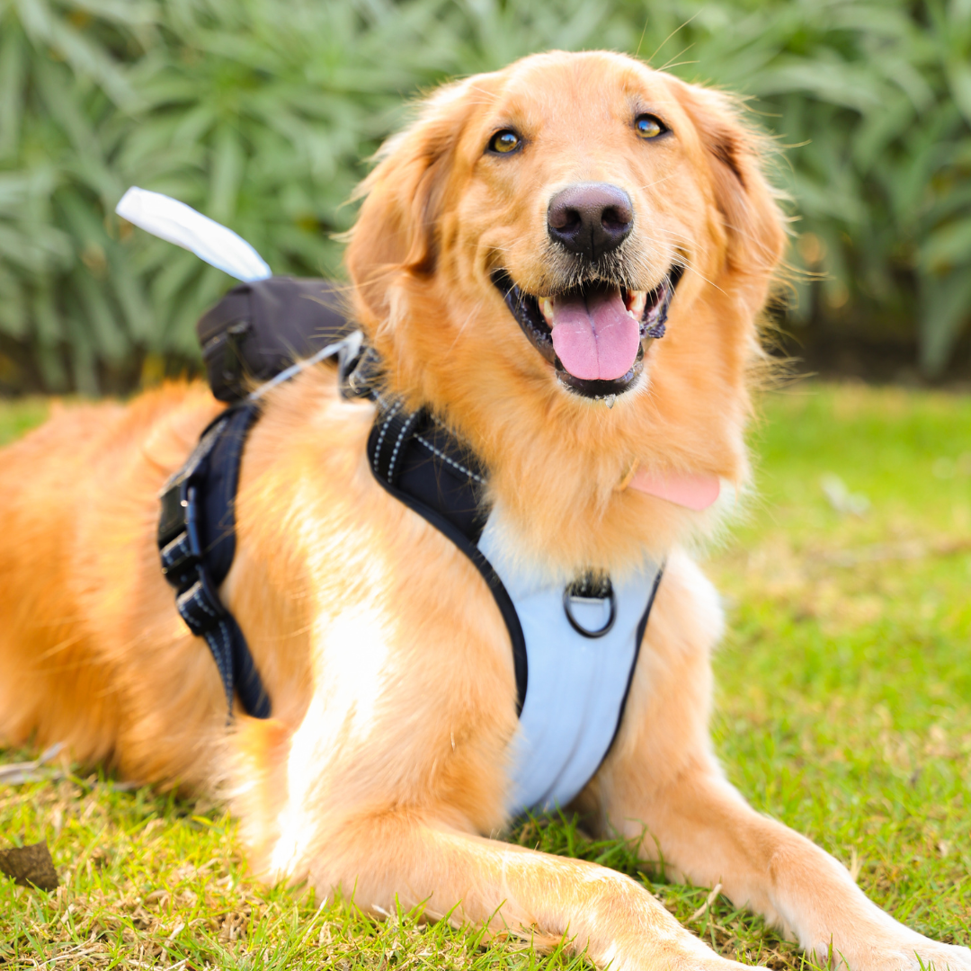 Big Old Pup 5-in-1 Reflective Dog Harness