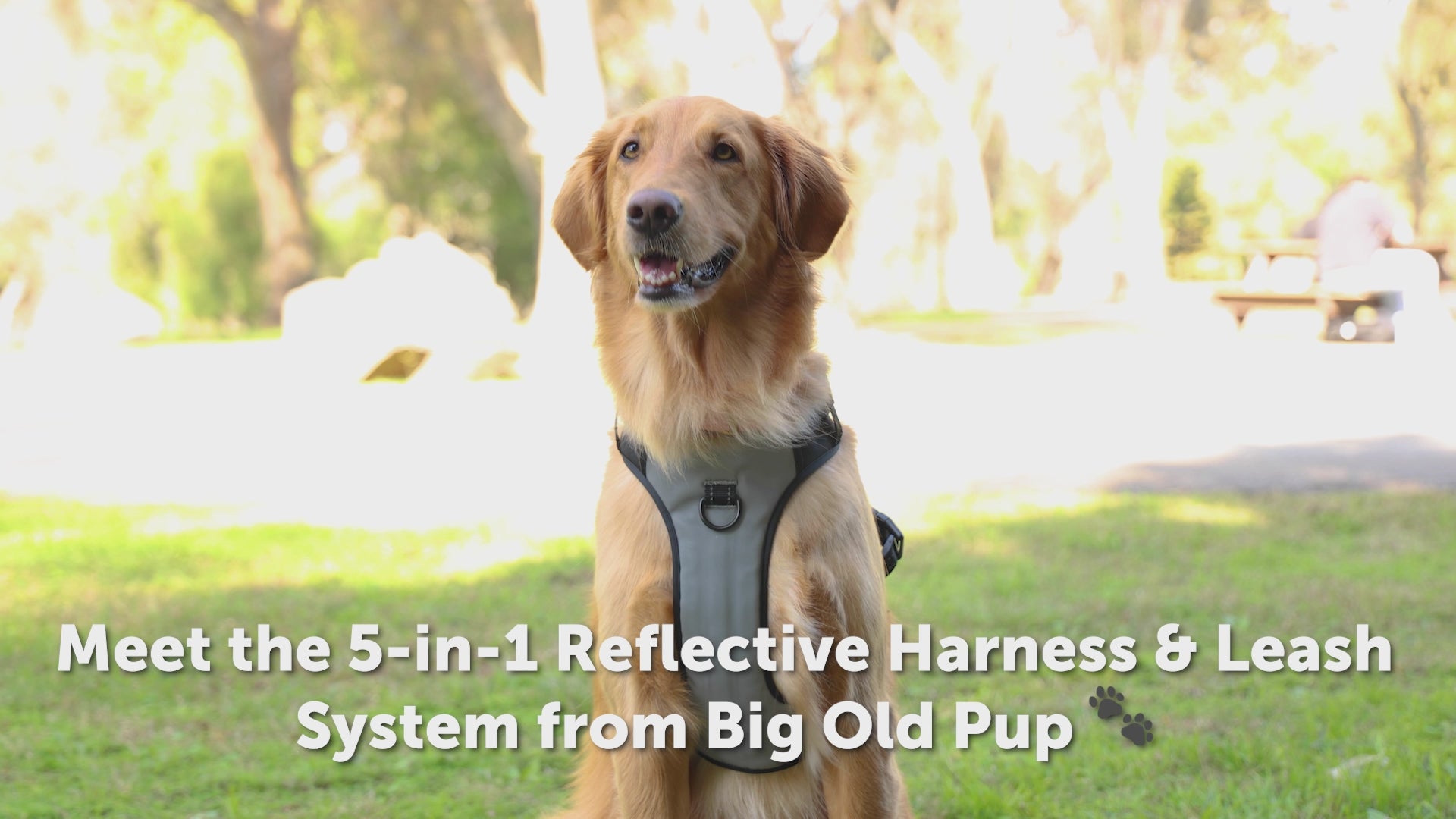 Big Old Pup 5-in-1 Reflective Dog Harness